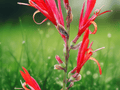 5 Seeds Canna indica var. warszewiczii Species Canna Tropical Foliage Plant