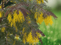 5 Seeds Acacia baileyana 'Purpurea' Purple Acacia Tree Ornamental
