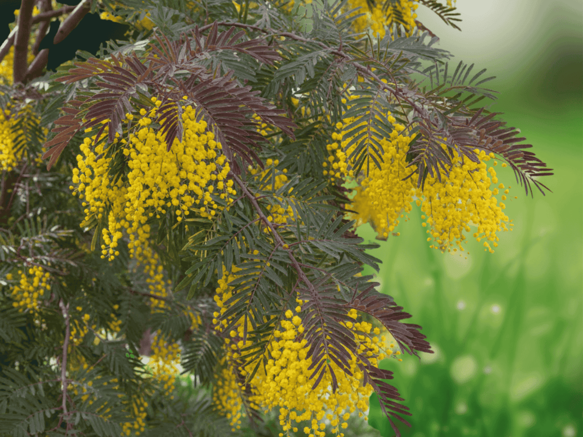 5 Seeds Acacia baileyana 'Purpurea' Purple Acacia Tree Ornamental