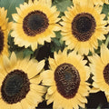 Lemon Queen Sunflower Seeds 50 Organic Helianthus annuus USA Grown Free Shipping