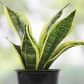 Silver Serpent Vine Rooted Plant | Glossy Green & Silver-Backed Leaves | Smilax glauca | Rare Houseplant