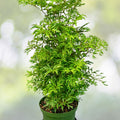 Aralia Plant 6" Pot Fabian - Polyscias scutellaria, Tropical Foliage, Dark Green, Columnar Shape, Indoor/Outdoor Care