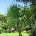 Dwarf Palmetto Plants Set of 5 | Live Sabal Minor | Cold Hardy, Drought Tolerant Southern Palmetto Plants Zones 7-10