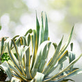 Variegated Agave Plant - Bare Root - Green and White Succulent - Agave americana