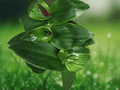 1 Live Plant Tradescantia Green Nanouk 2 Inch Pot Indoor Houseplant