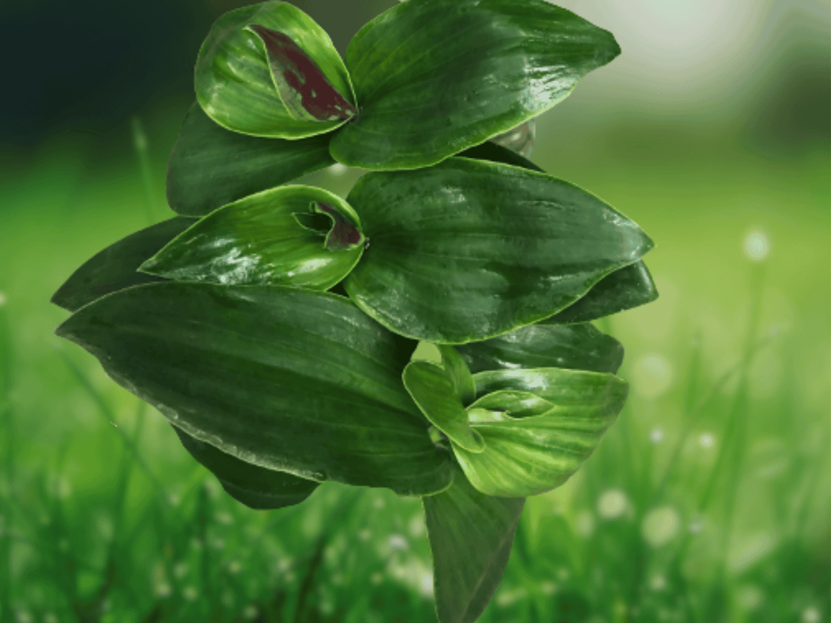 1 Live Plant Tradescantia Green Nanouk 2 Inch Pot Indoor Houseplant