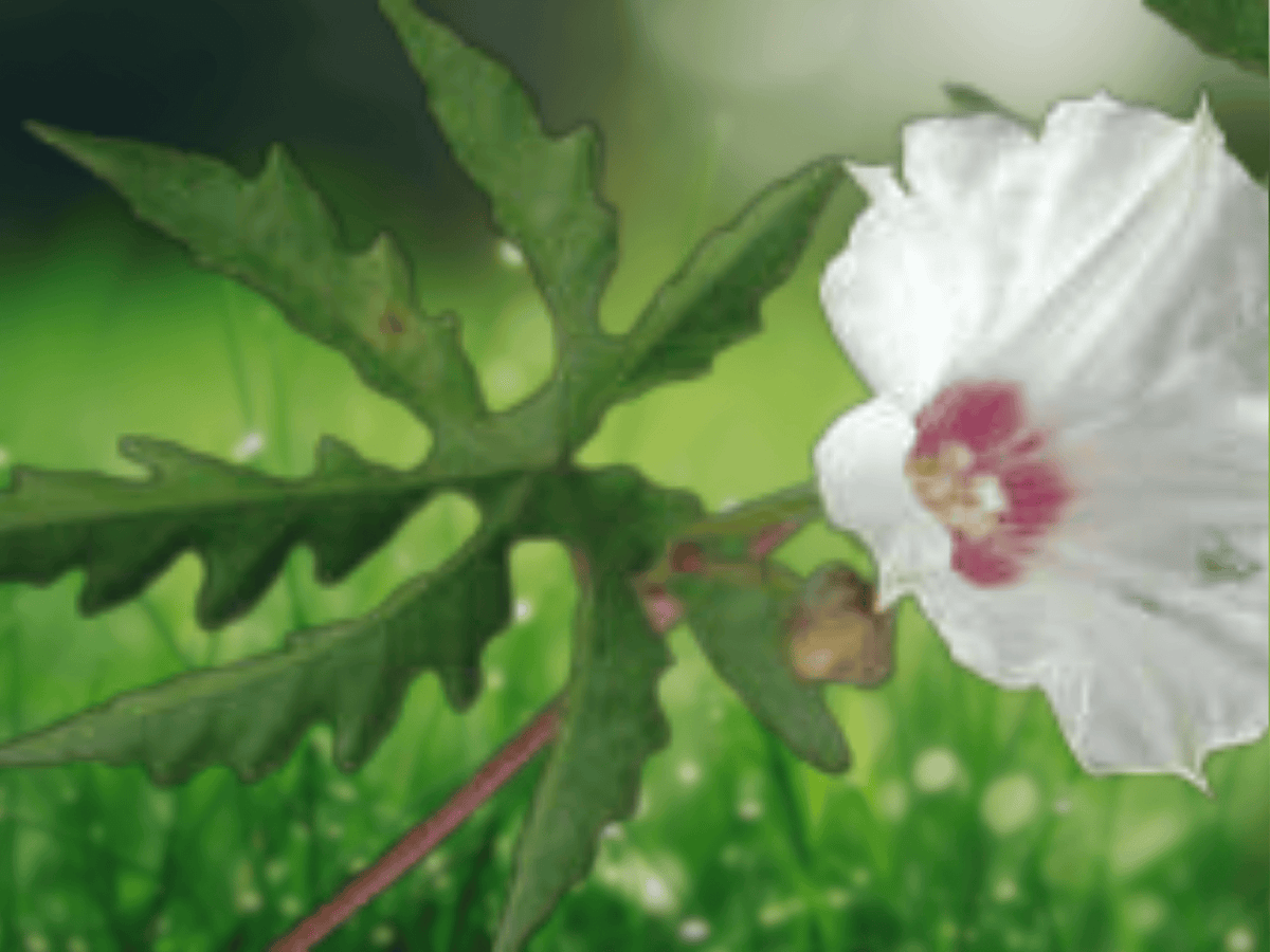 5 Seeds Merremia dissecta Alamo Vine