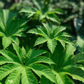 Giant Rice Paper Plant Seeds - 5 Seeds - Tetrapanax papyrifer - Tropical Foliage Garden Starter