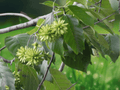 5 Seeds Camptotheca acuminata Happy Tree Ornamental Shade Tree