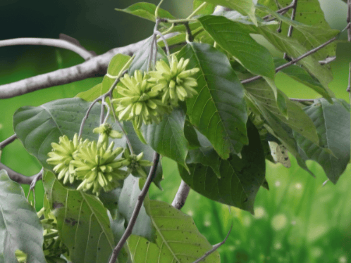 5 Seeds Camptotheca acuminata Happy Tree Ornamental Shade Tree