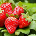 Strawberry Seeds Packet – 200 Seeds – Red & White Varieties – Fragaria x ananassa – Fruit Plant Seeds for Garden, Patio, and Container Growing