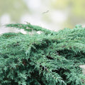 Juniper Hedge Plant Cuttings Set of 12 – Not Rooted Shrubs for Landscaping – Juniperus spp. – Zone 5-9