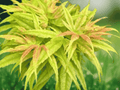 1 Live Plant Acer palmatum Kamagata Dwarf Japanese Maple