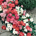 Begonia Seeds 45 or 125 Count Sunny Zing Variety Non-GMO Flower Seeds for Gardens and Containers Begonia semperflorens