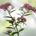 Swamp Milkweed Seeds 100 Pcs - Asclepias incarnata - Butterfly Garden Seeds for Monarch Butterflies