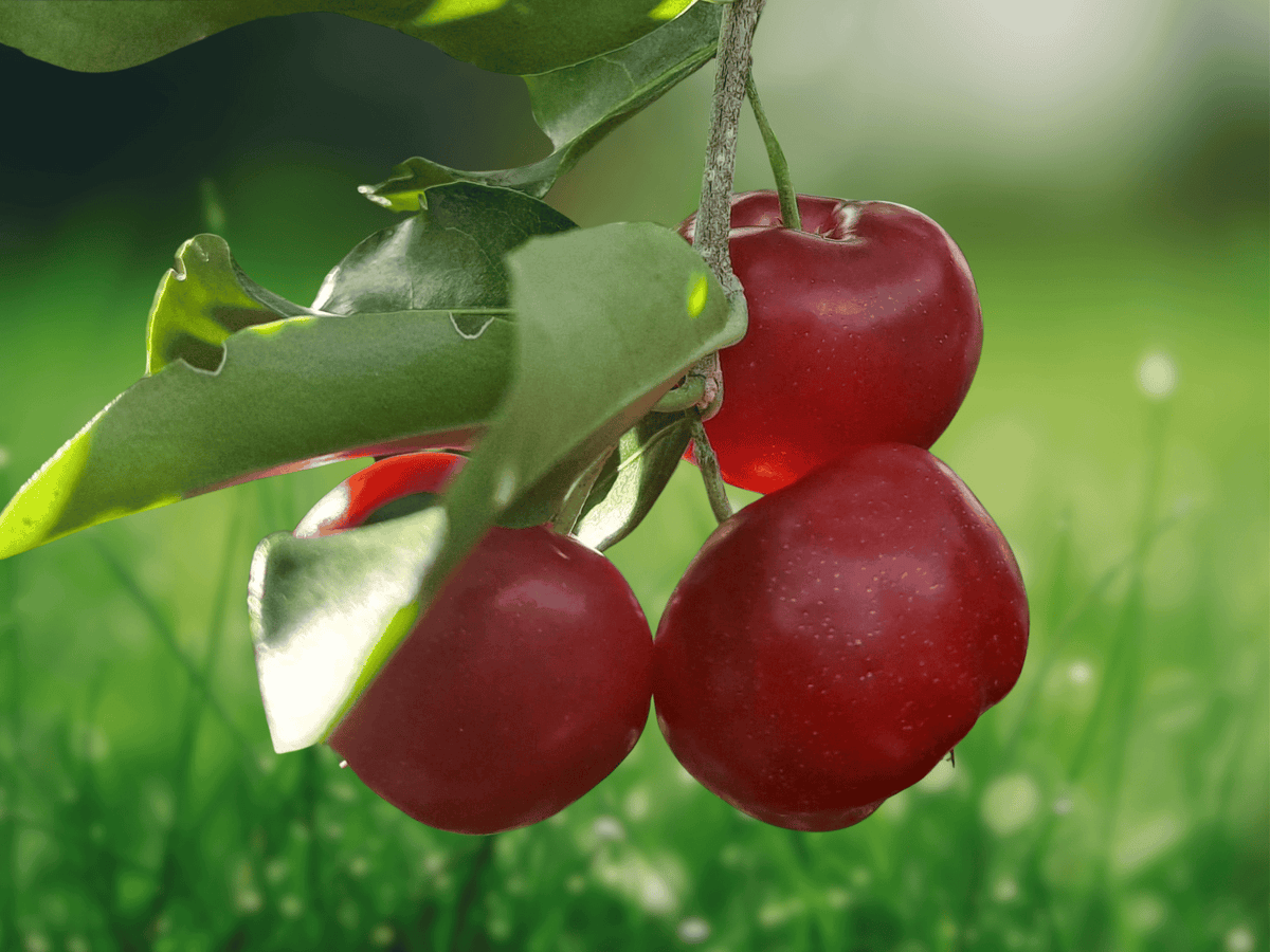 1 Live Plant Acerola Barbados Cherry Malpighia emarginata Tropical Fruit