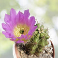 Strawberry Cactus Seeds - 25+ Vibrant Blooms - Echinocereus s. - Easy to Grow Succulent