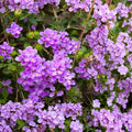 Colorful Purple Lantana Plant 6 in Pot - Lantana camara - Easy-to-Grow Ornamental Shrub for Garden & Pollinators