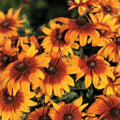 Cappuccino Rudbeckia Seeds 125+ Brown-Eyed Susan Annual Flower Seeds Garden Rudbeckia hirta
