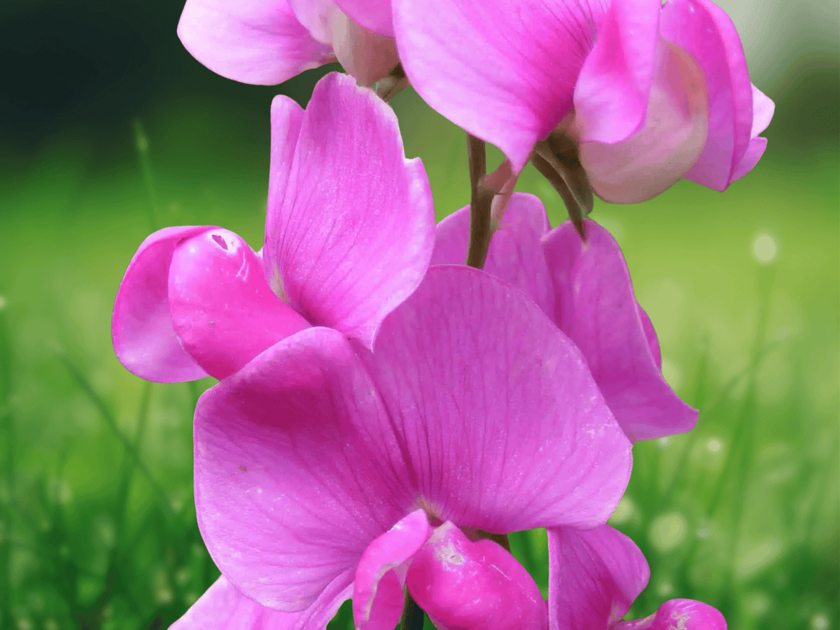 5 Seeds Perennial Sweet Pea Lathyrus latifolius Climbing Flower Vine
