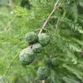 Bald Cypress Tree - 12-24 in - Taxodium distichum - Deciduous Conifer - Dormant Plant - Southern Native