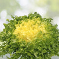 Broadleaf Batavian Endive Seeds - 500+ Organic Cichorium endivia Escarole Vegetable Seeds USA
