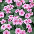 Vinca Seeds 100 Count Sunstorm Rose Flower Seeds Non-GMO Catharanthus roseus Garden Plant