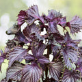 Bare Root Red/Purple Perilla frutescens Shiro Live Plant 3 Pack