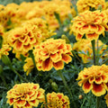 Marigold Plants (Qty 4) 6in Yellow Blooms - Tagetes Species - Easy Care Annuals for Gardens and Landscapes