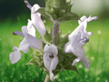 10 Black Sage Salvia mellifera Seeds Native Aromatic Shrub Hardy Drought Tolerant