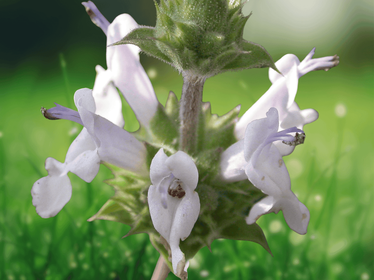 10 Black Sage Salvia mellifera Seeds Native Aromatic Shrub Hardy Drought Tolerant