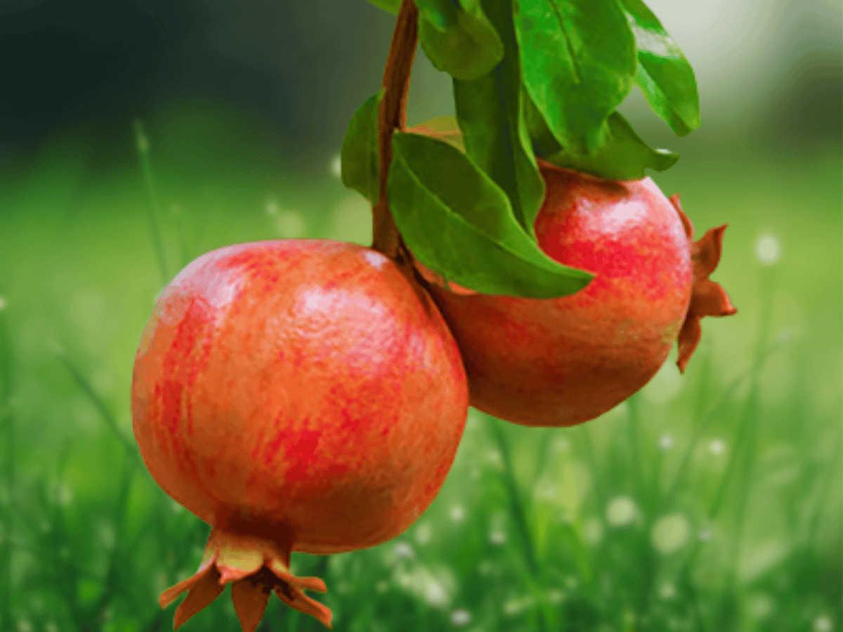 1 Live Plant Sweet Pomegranate Punica granatum Fruit Tree for Home Orchards Containers Edible Gardens