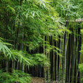 Mosso Bamboo Roots - 2 Free Plantable Pieces for Gardens and Landscaping - Spring SA - Clumping Bamboo Rhizomes