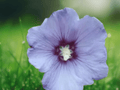 1 Live Plant Blue Bird Hibiscus Rose of Sharon Althea Hardy Flowering Shrub