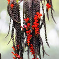 Goldfish Plant Seedling 3.5" Pot - Columnea gloriosa - Live Houseplant - Tropical Indoor Plant