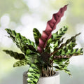 Live Plant Ground Orchid 1 Plant Purple Flowers Spathoglottis plicata Ornamental for Home Garden
