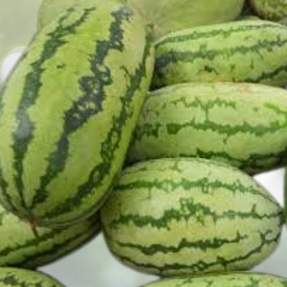 Jubilee Watermelon Seeds 40 Organic Heirloom Variety Citrullus lanatus USA Grown