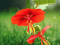 5 Seeds Pentapetes phoenicea Scarlet Mallow Flower