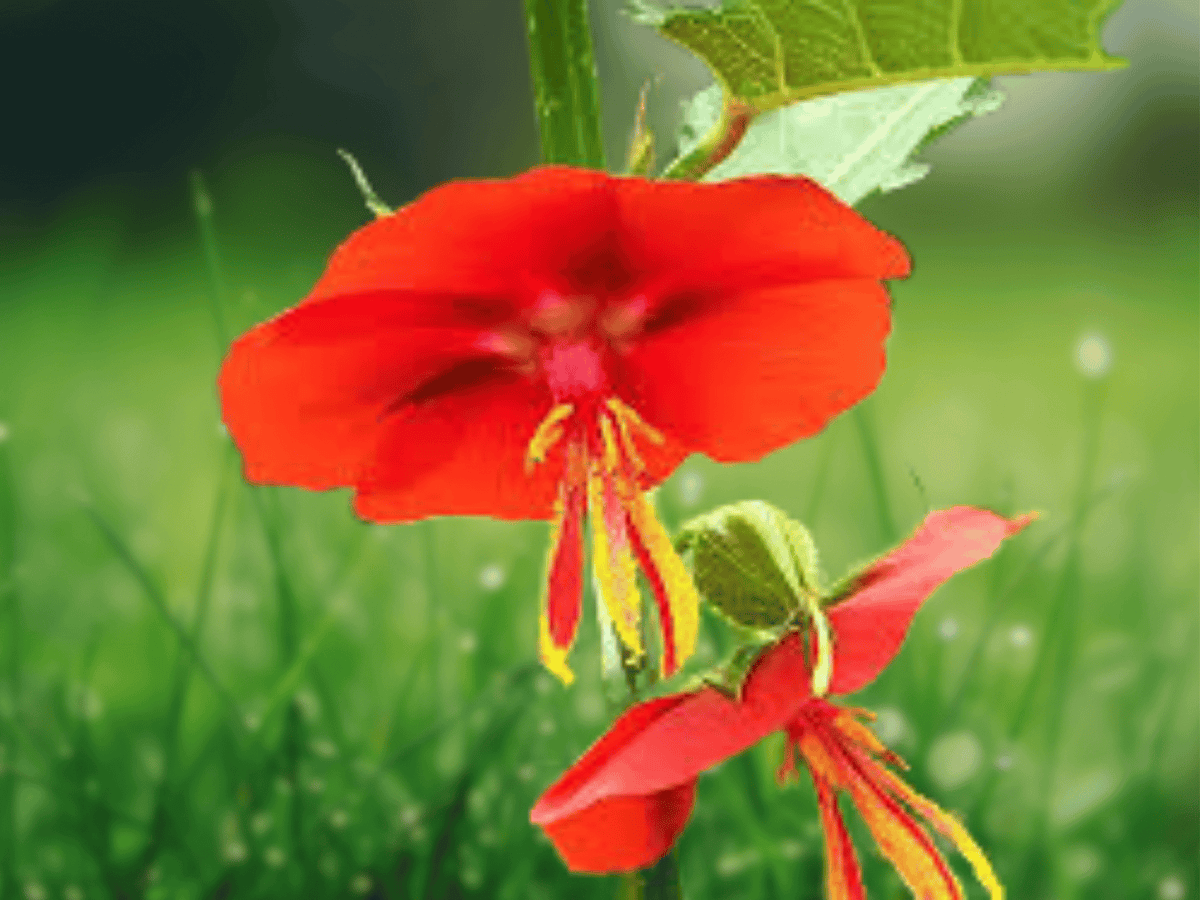 5 Seeds Pentapetes phoenicea Scarlet Mallow Flower