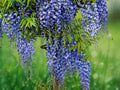 5 Seeds Blue Chinese Wisteria Fragrant Wisteria Sinensis Hardy Climbing Vine Easy Grow