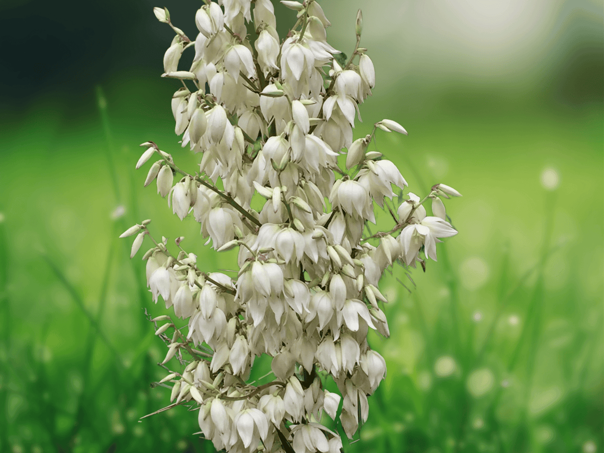5 Seeds Yucca filamentosa Adams Needle Yucca Hardy Perennial Ornamental