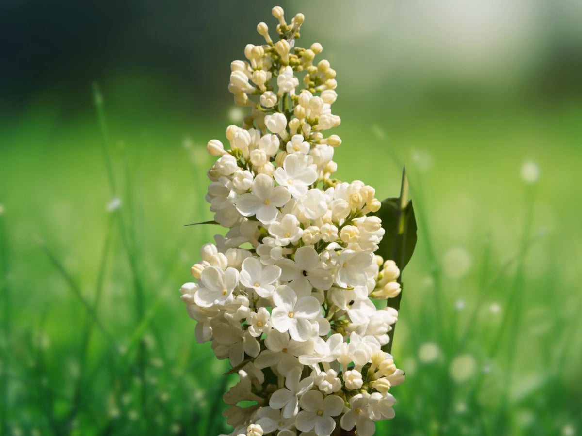 25 Seeds White Lilac Syringa Vulgaris - Pure White Fragrant Blooms, Cold Hardy Perennial Shrub