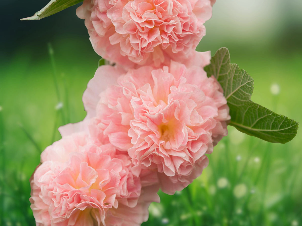 25 Seeds Hollyhock Brides Bouquet Perennial Flower Soft White Pink Hardy Tall Cottage Garden Border