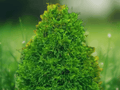 3 Murray Cypress Trees Live Plants Fast Growing Evergreen Privacy Screen