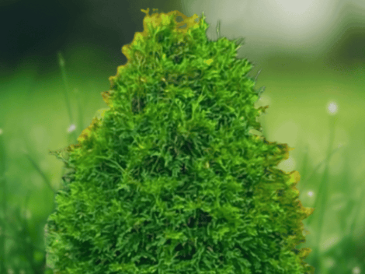 3 Murray Cypress Trees Live Plants Fast Growing Evergreen Privacy Screen
