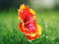 20 Seeds Hibiscus Tropical Perennial Mixed Colors Orange Red Yellow Bicolor Flower Blooms Attract Butterflies Easy Grow
