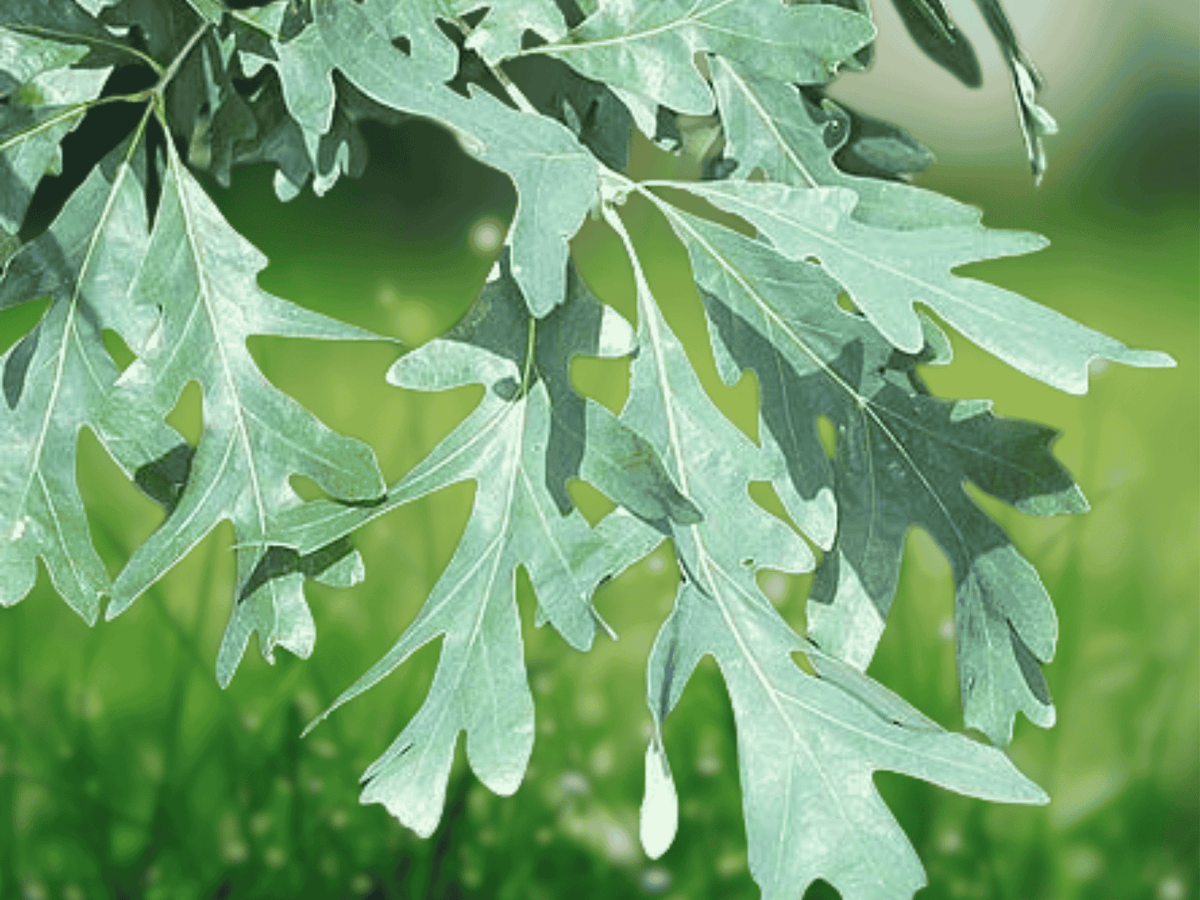 1 Live Plant White Oak Tree Quercus alba 2 Year Old 12 Inch Tall Well Rooted