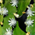Rhipsalis Cuttings - 4 Inches - Orchid Cactus - White Blooms - Rhipsalis aff. goebeleana - HTF (Hard to Find)