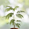 Silk Mimosa Tree Starter Plant 6" Fragrant Pink Flowers Albizia Julibrissin Attracts Butterflies Bare Root USA Seller