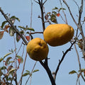 Chinese Quince Bonsai Tree Seeds 20 Pack - Chaenomeles sinensis Hardy Fruit Tree Seeds for Planting
